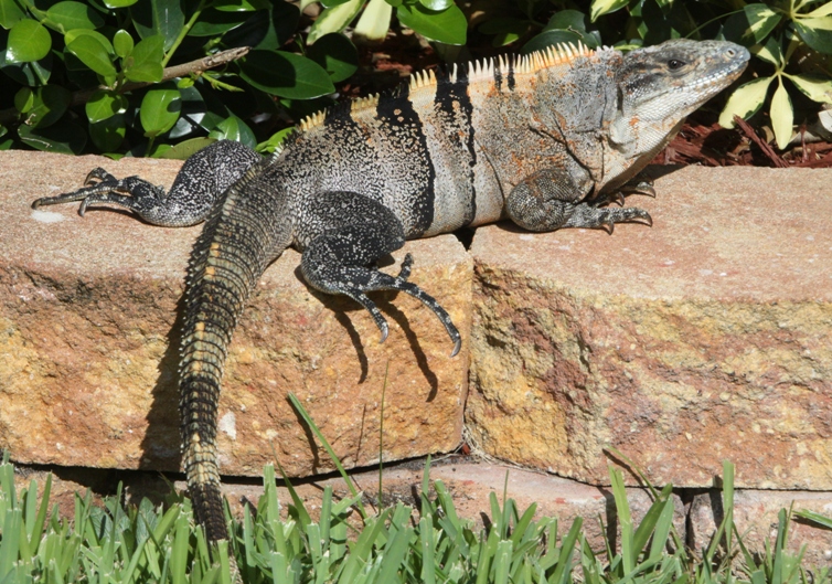 iguana